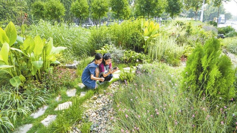 草坪杂草生物防治：绿色、环保的解决方案
