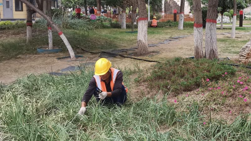 耐寒苗木定制种植：如何打造四季常青的园林景观**