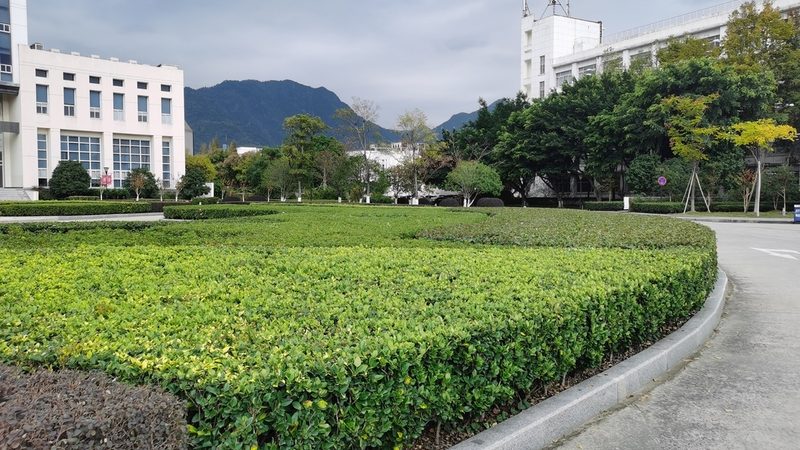 成都学校操场草坪铺设公司